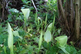 Arum italicum Italiaanse aronskelk bestellen